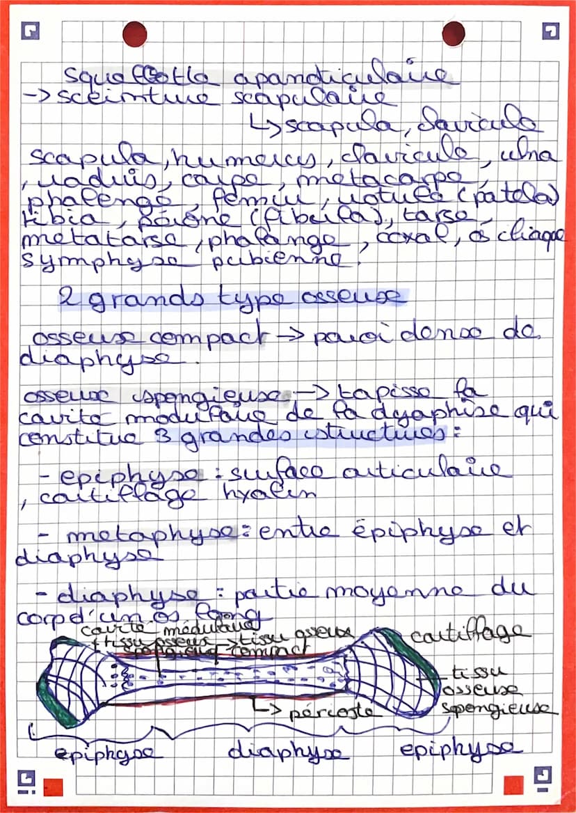 G
Chap. 2.21.
Radiographie : Rayon se -> absorbe
tissus
claire /blanc. →> opacité aux rayon us
Eessa deno
fonco > darte aux lagen Joe
eissu 