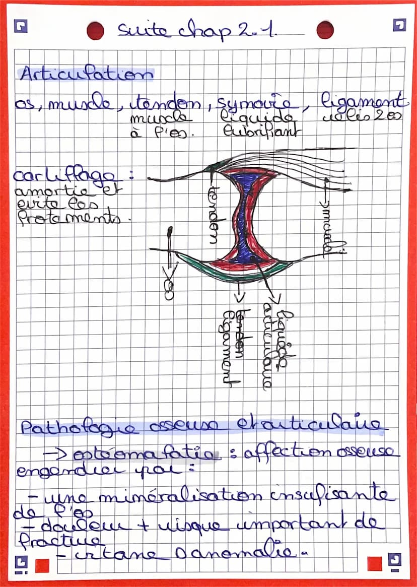 G
Chap. 2.21.
Radiographie : Rayon se -> absorbe
tissus
claire /blanc. →> opacité aux rayon us
Eessa deno
fonco > darte aux lagen Joe
eissu 