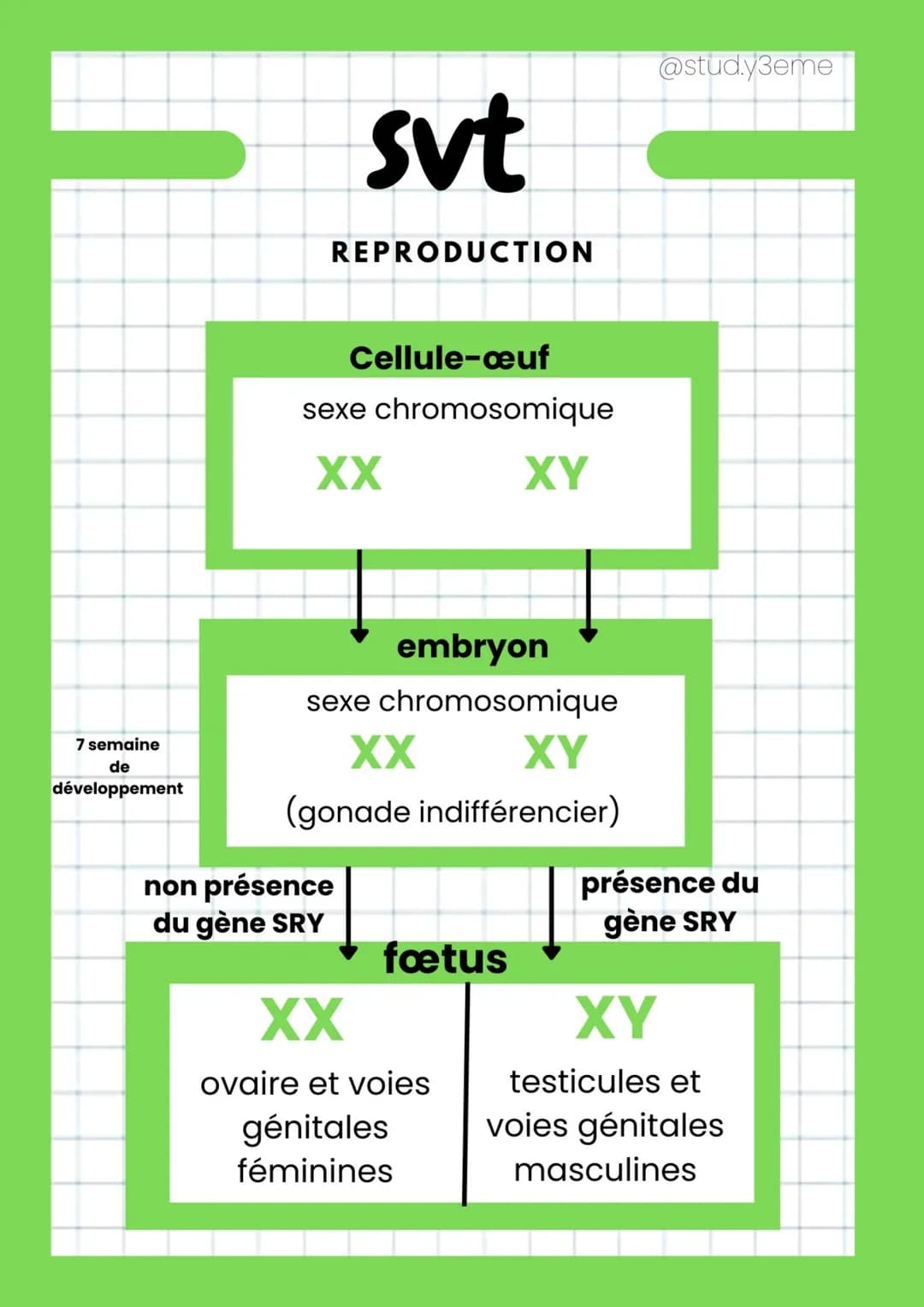7 semaine
de
développement
svt
REPRODUCTION
Cellule-œuf
sexe chromosomique
XX
non présence
du gène SRY
embryon
sexe chromosomique
XX
XY
(gon