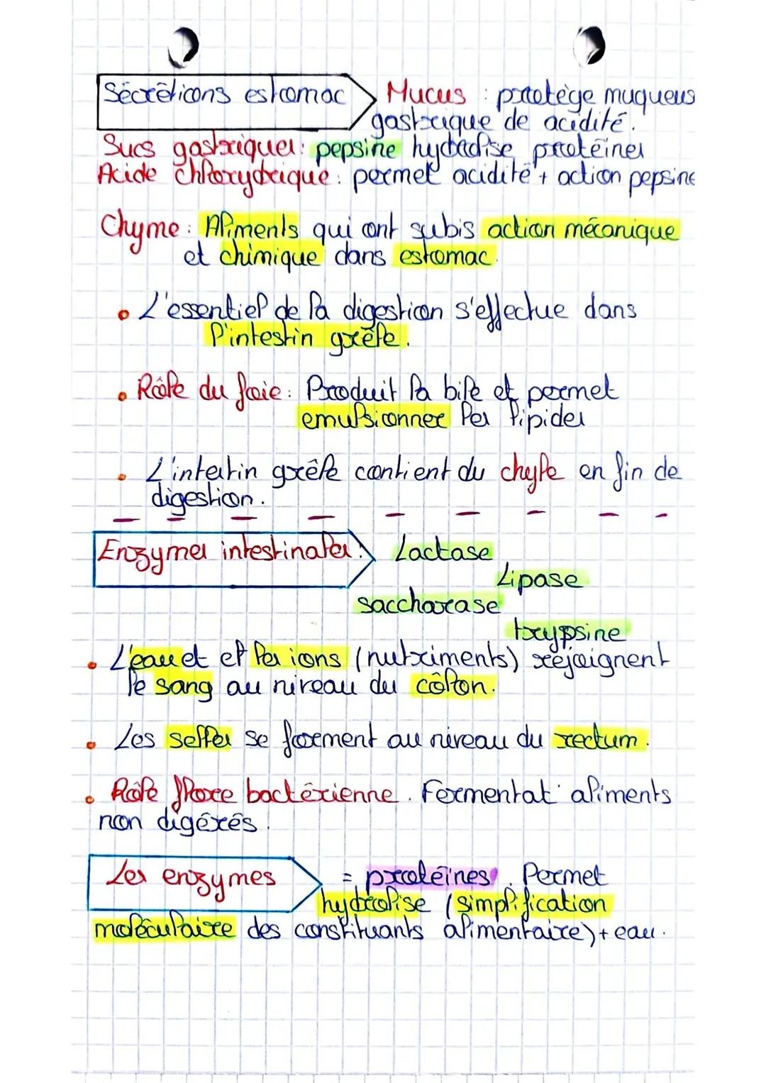 ESAE
La Digestion
• organer Tubes digestif: -bouche
•oesophage
colon
anus
recum
- Intestin grêle
D
Glandes annexes
-
Froje
vesicule biliaire
