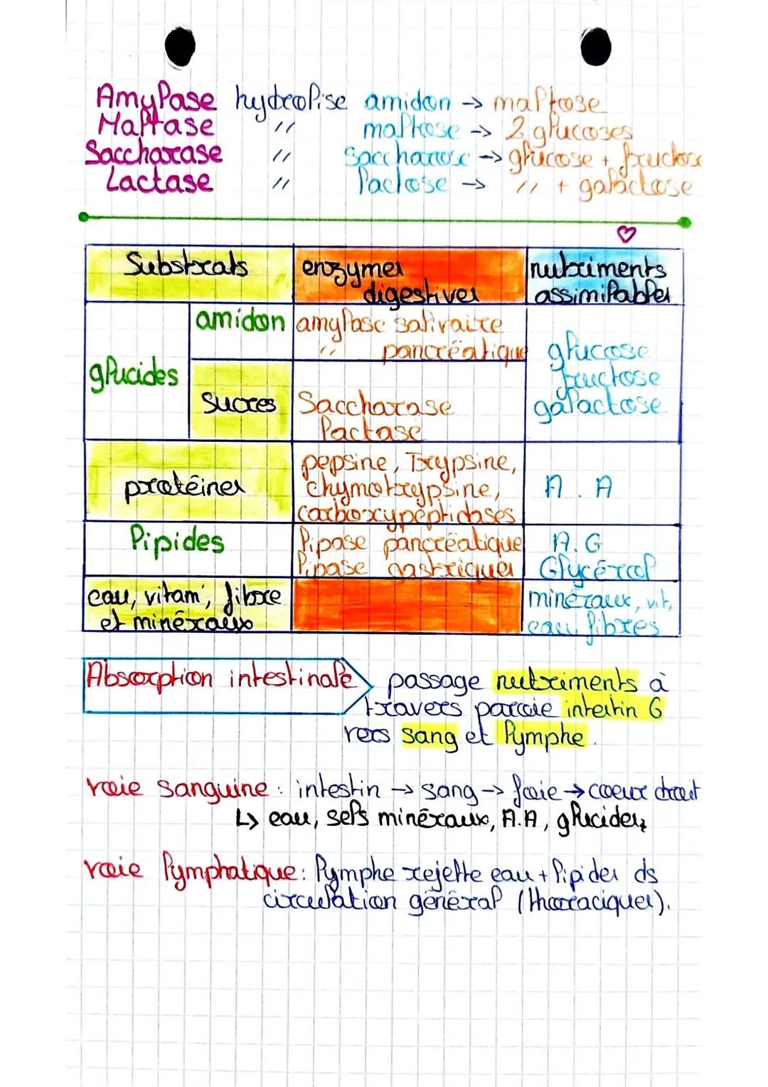 ESAE
La Digestion
• organer Tubes digestif: -bouche
•oesophage
colon
anus
recum
- Intestin grêle
D
Glandes annexes
-
Froje
vesicule biliaire