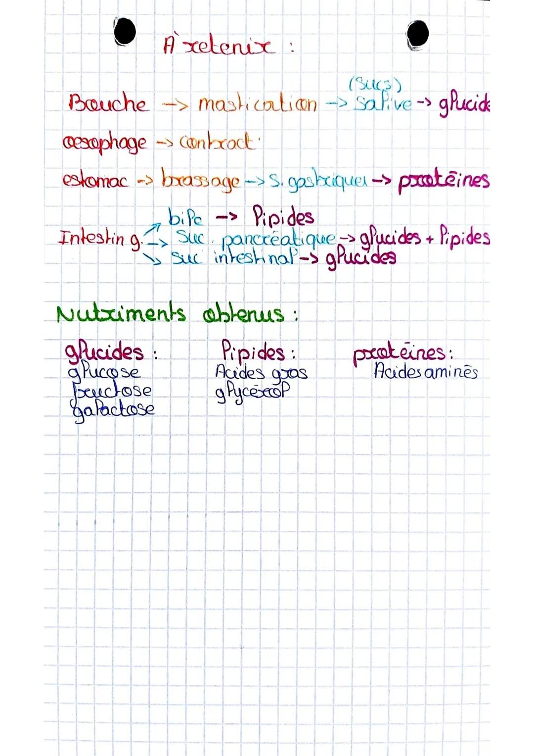 ESAE
La Digestion
• organer Tubes digestif: -bouche
•oesophage
colon
anus
recum
- Intestin grêle
D
Glandes annexes
-
Froje
vesicule biliaire