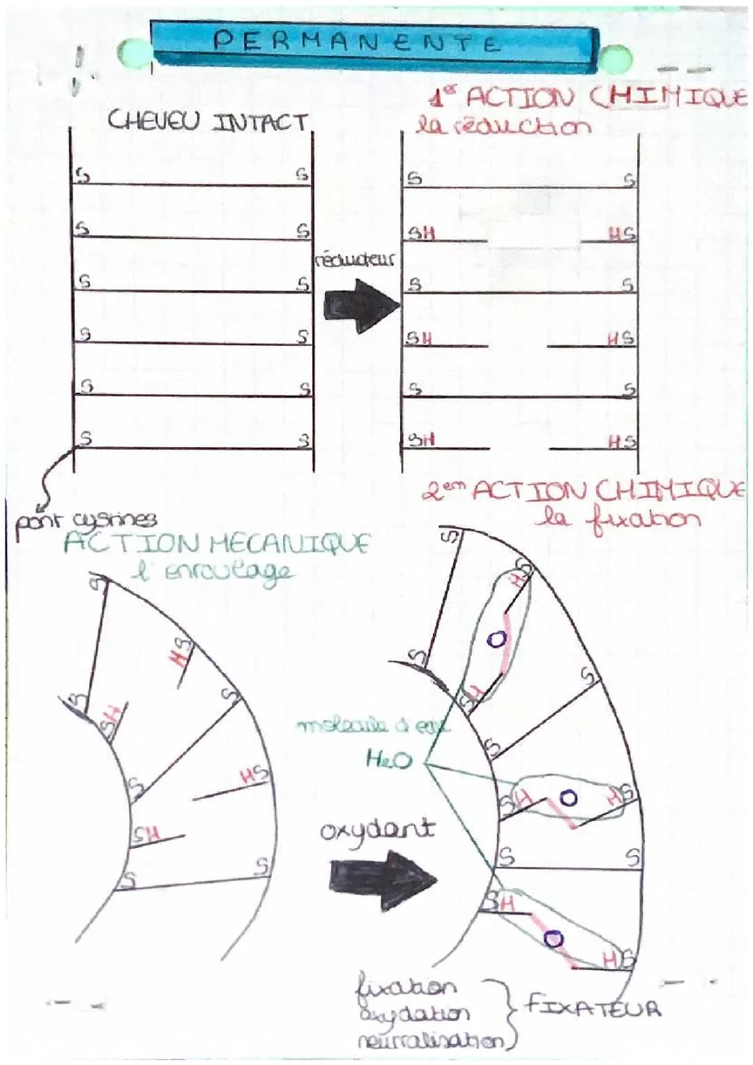 Fiche révision CAP COIFFURE