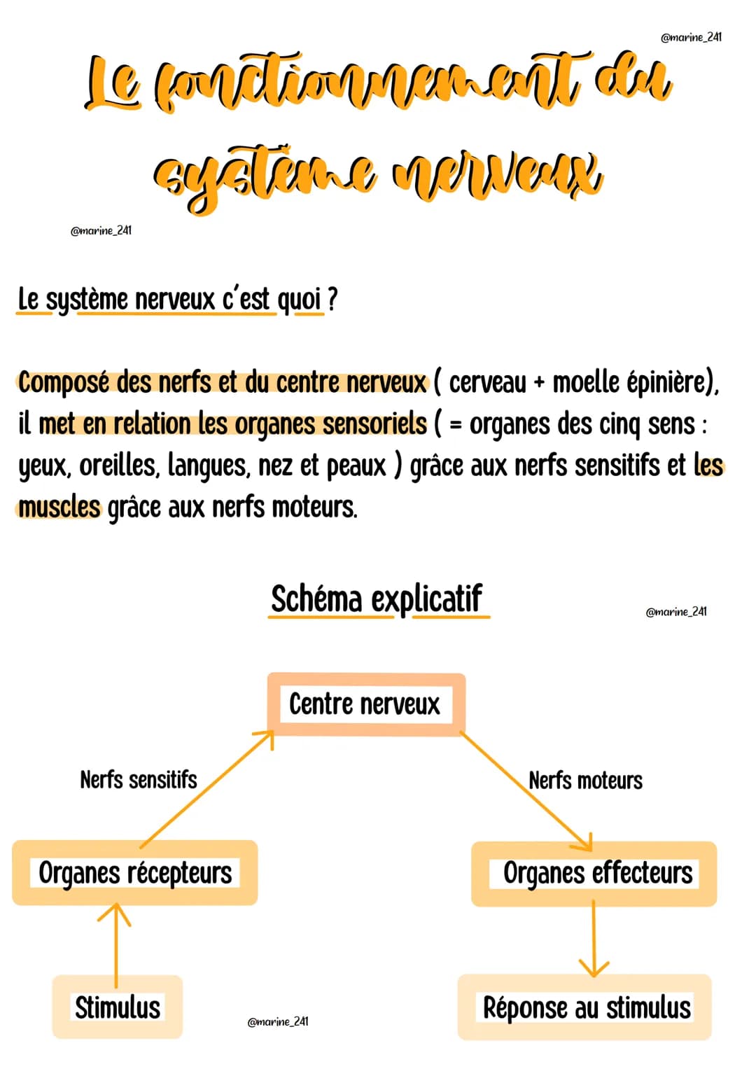 Le fonctionnement du
système newew
@marine_241
Le système nerveux c'est quoi ?
Composé des nerfs et du centre nerveux ( cerveau + moelle épi