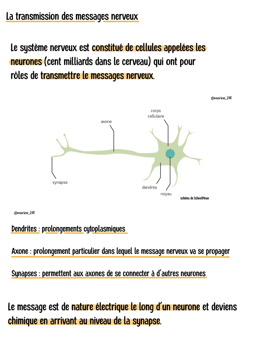 Le fonctionnement du
système newew
@marine_241
Le système nerveux c'est quoi ?
Composé des nerfs et du centre nerveux ( cerveau + moelle épi