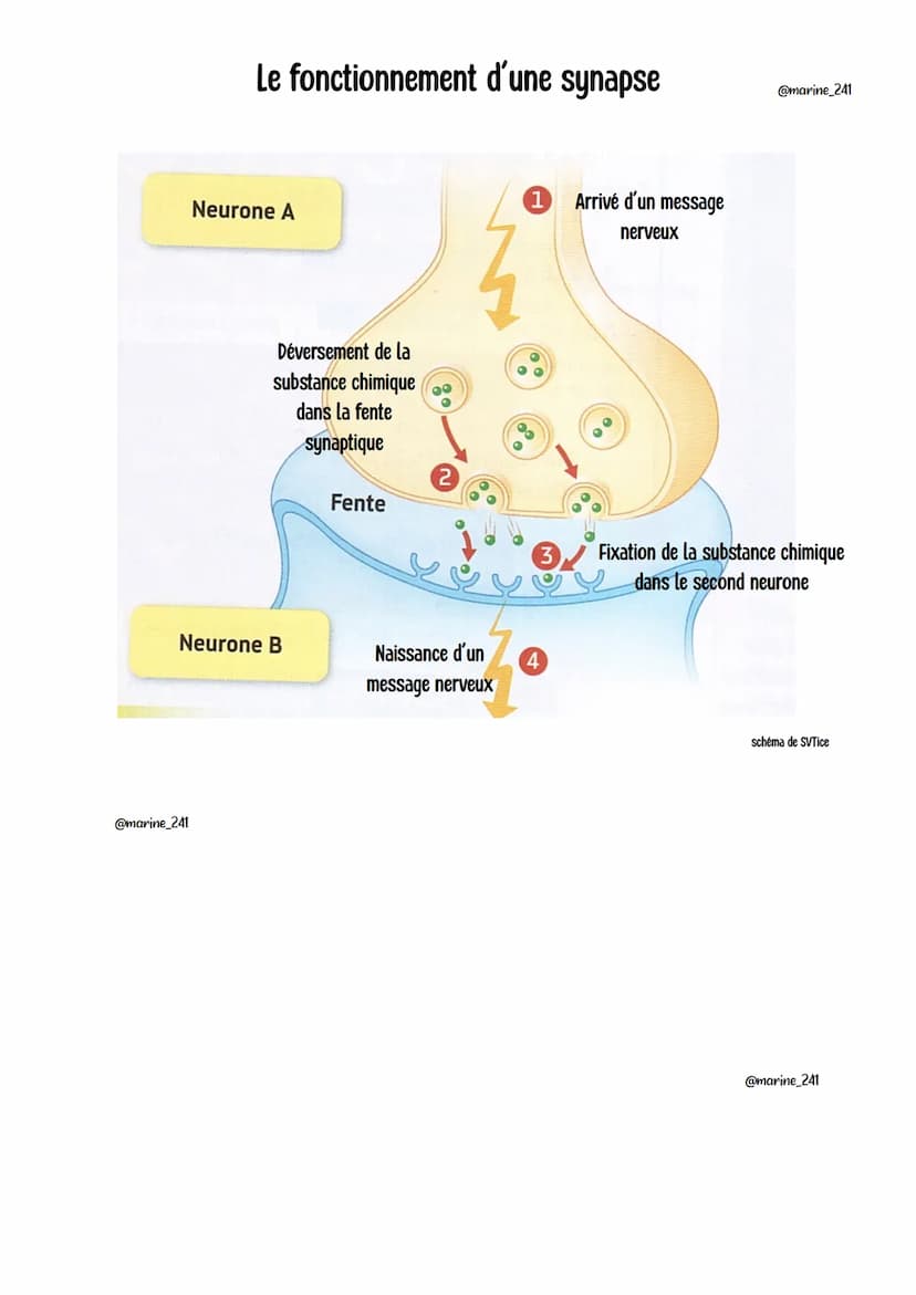 Le fonctionnement du
système newew
@marine_241
Le système nerveux c'est quoi ?
Composé des nerfs et du centre nerveux ( cerveau + moelle épi