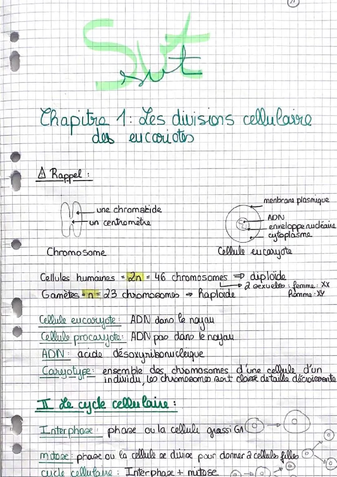 les divisions cellulaires des eucariotes 