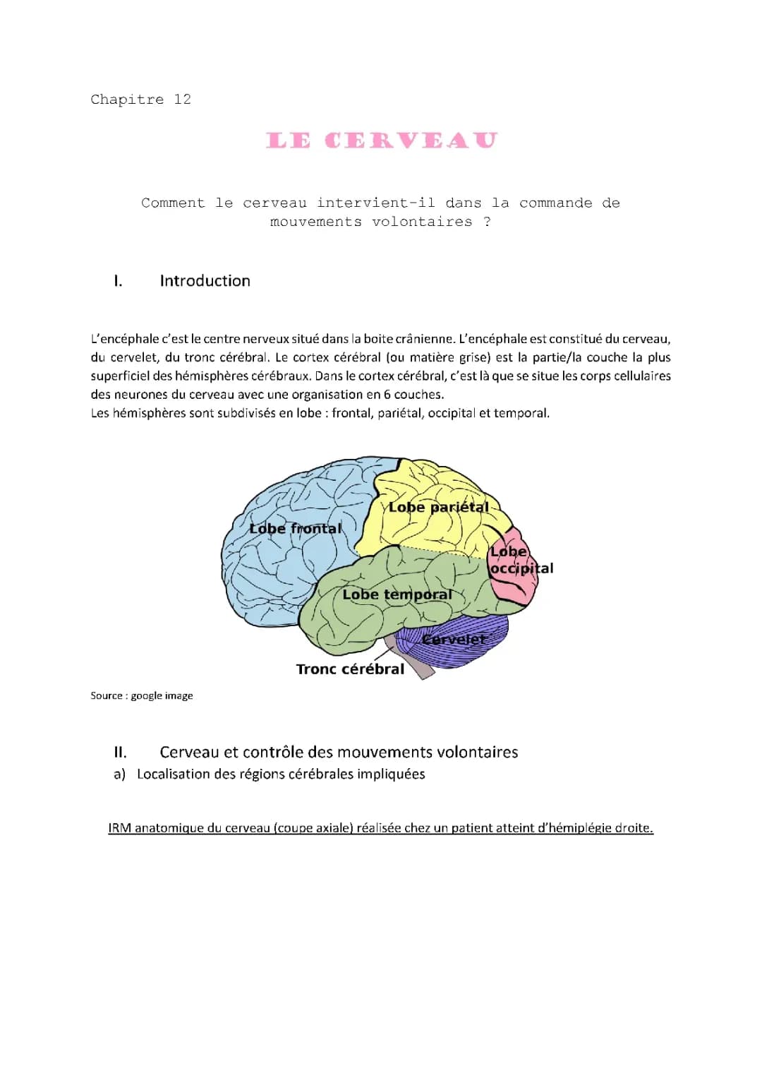 le cerveau