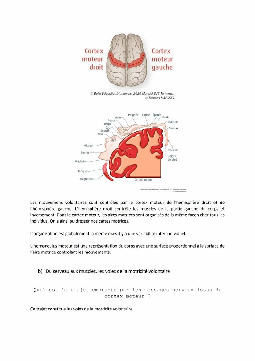 Chapitre 12
I.
Comment le cerveau intervient-il dans la commande de
mouvements volontaires ?
Introduction
LE CERVEAU
L'encéphale c'est le ce