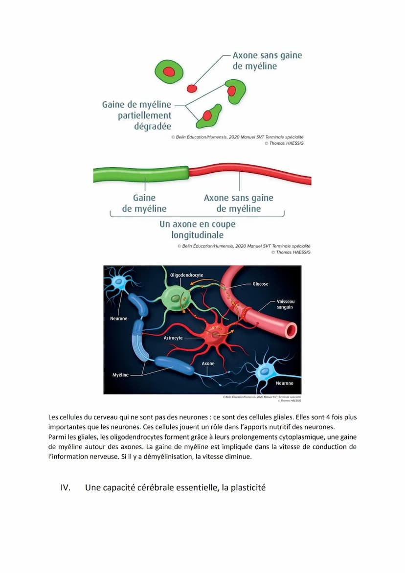 Chapitre 12
I.
Comment le cerveau intervient-il dans la commande de
mouvements volontaires ?
Introduction
LE CERVEAU
L'encéphale c'est le ce