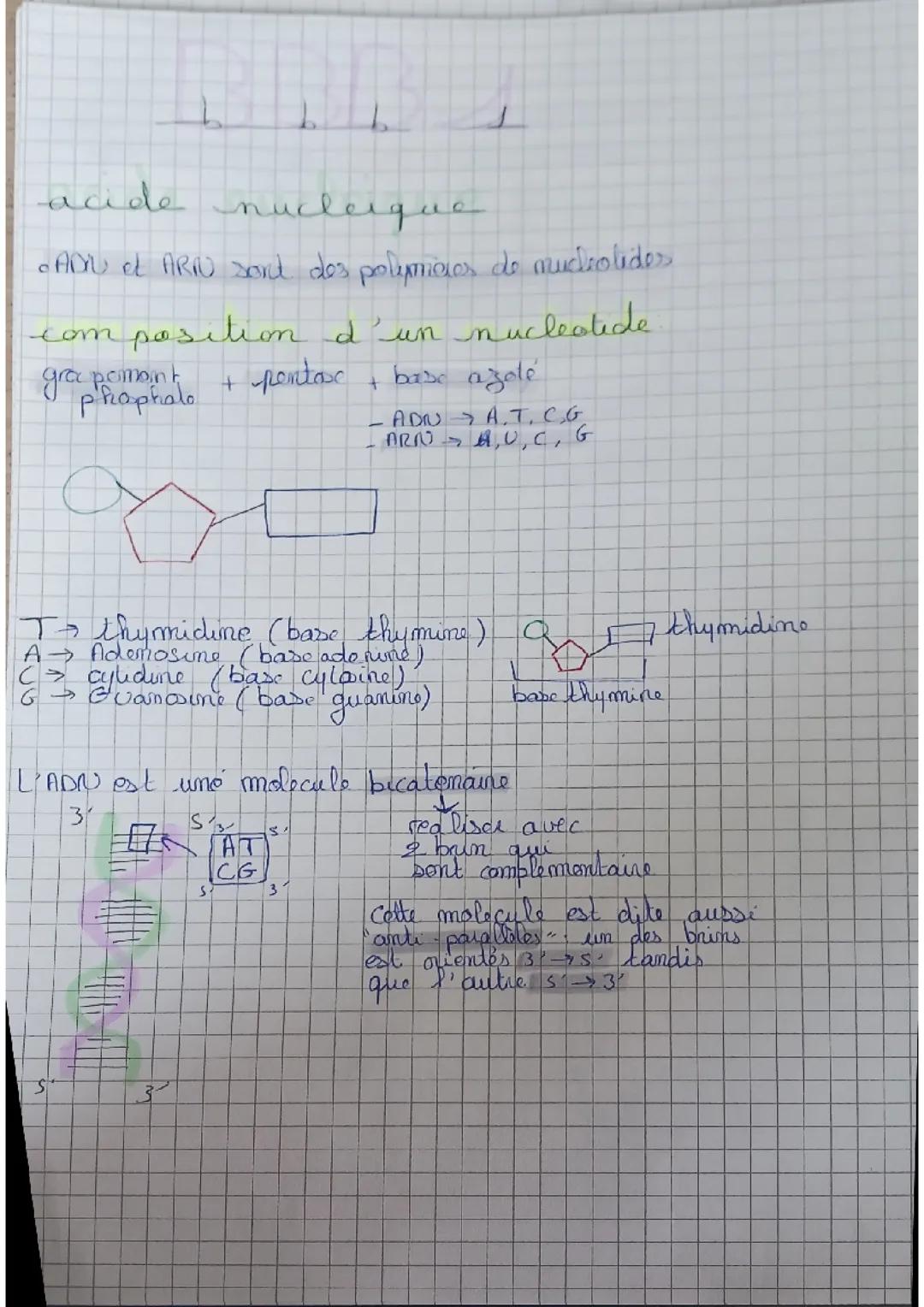 Acide nucléiques 