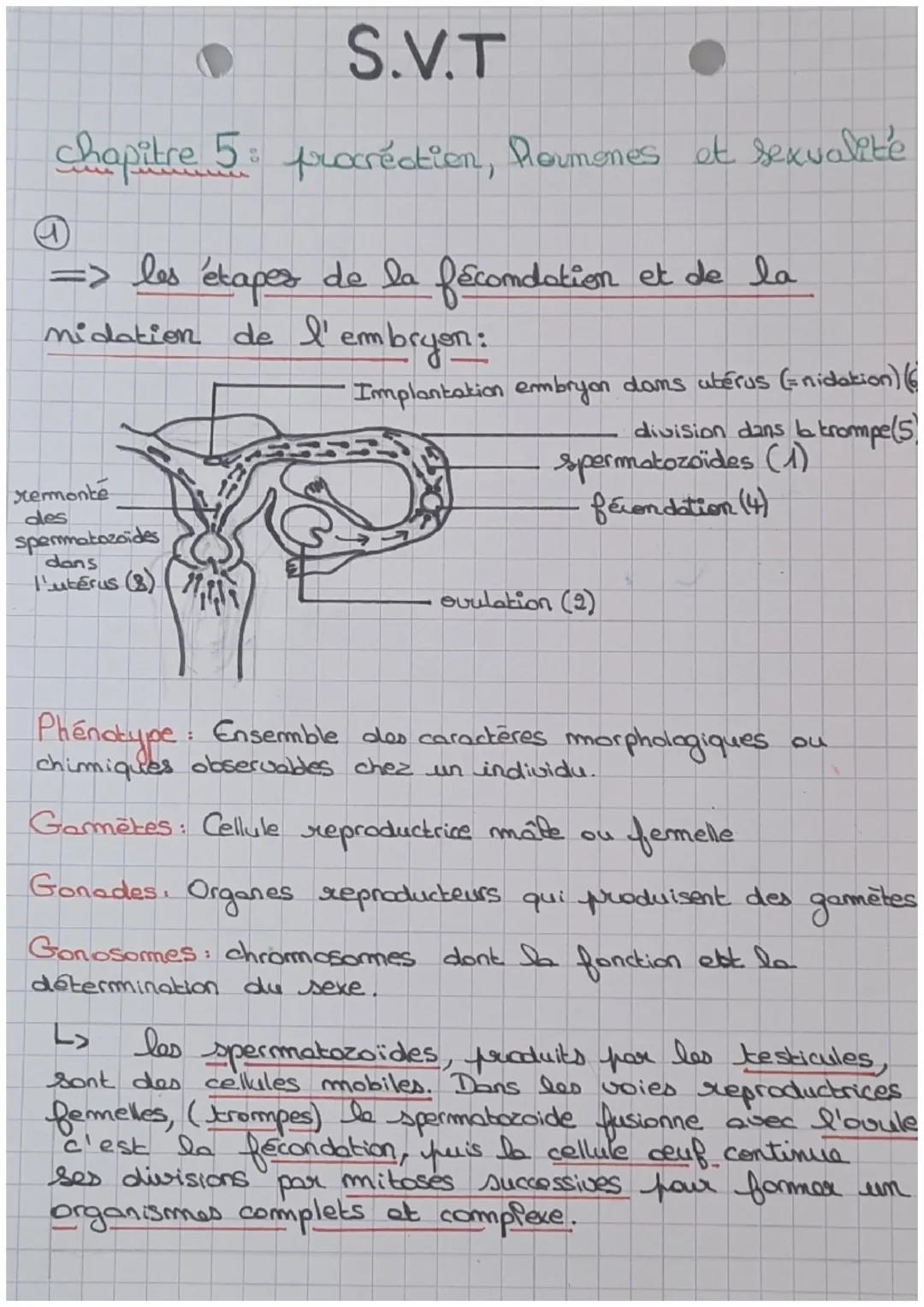 S.V.T
chapitre 5 procrection, hormones et sexualité
a
=> les étapes de la fécondation et de la
nidation de l'embryon:
remonte
des
spermatozo