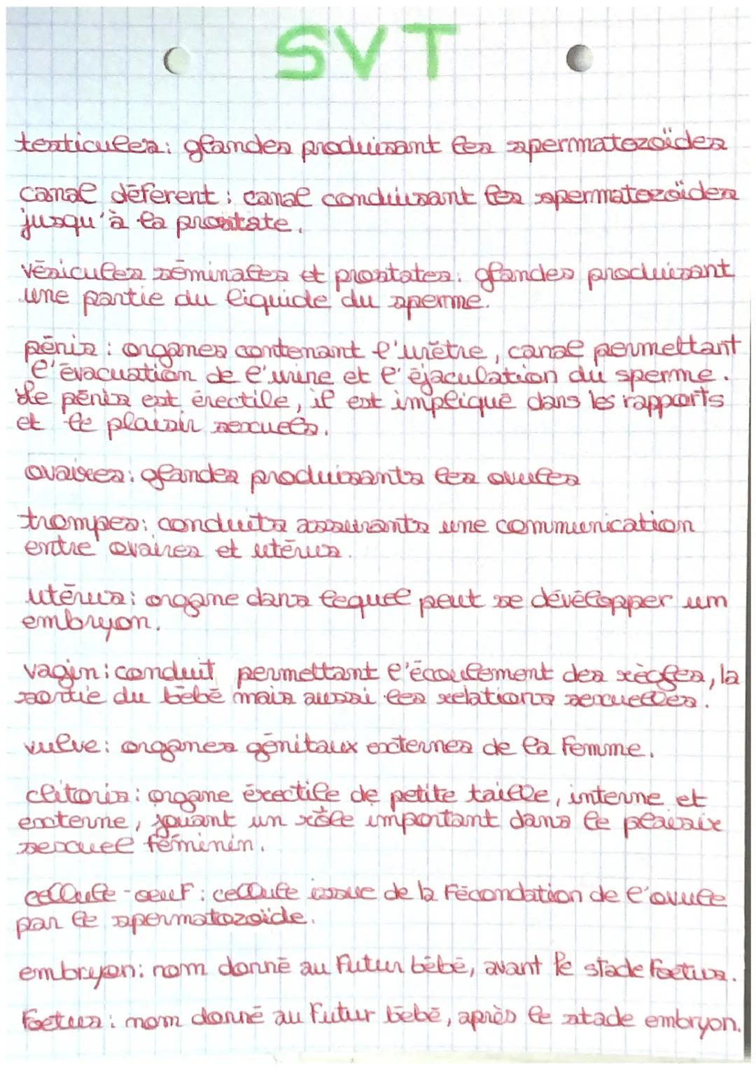 C
# SVT
texticules: grandes produisant Gea apermatozoidea

camal deferent: canal conduisant fex spermatozoiden
jusqu'à la prostate.

vesicul