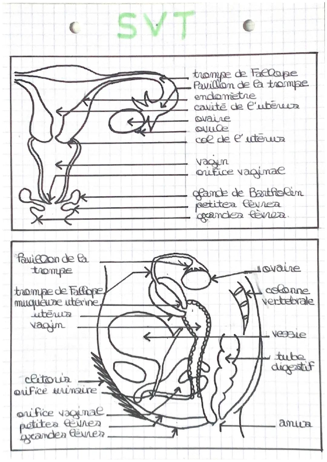 C
# SVT
texticules: grandes produisant Gea apermatozoidea

camal deferent: canal conduisant fex spermatozoiden
jusqu'à la prostate.

vesicul