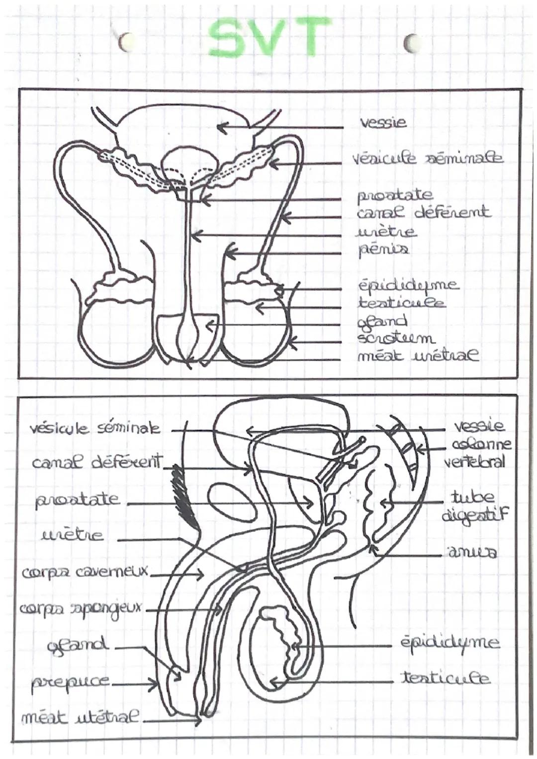 C
# SVT
texticules: grandes produisant Gea apermatozoidea

camal deferent: canal conduisant fex spermatozoiden
jusqu'à la prostate.

vesicul