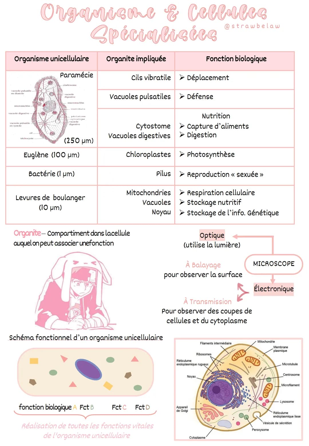 Organisme unicellulaire
vacuole pulsatile
en diastole
micronucléos
vacuole digestive-t
vacuole pulsatile
en systole
cil
Organieme & Cellalee