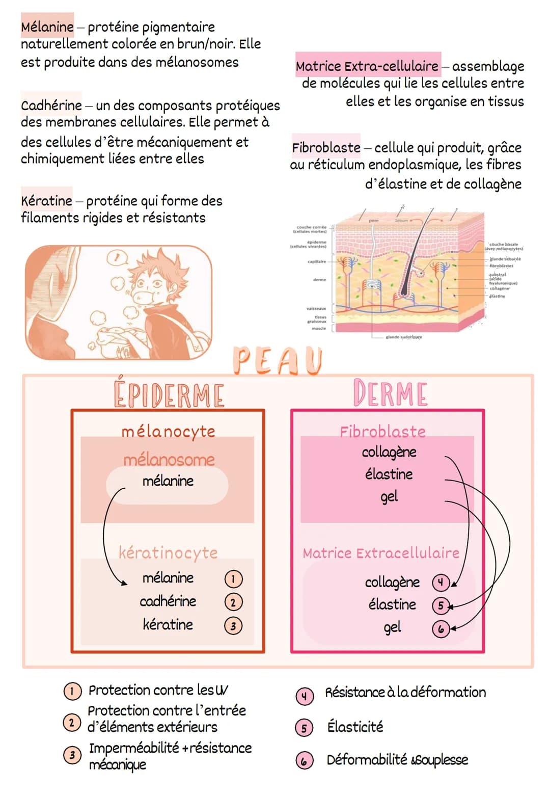 Organisme unicellulaire
vacuole pulsatile
en diastole
micronucléos
vacuole digestive-t
vacuole pulsatile
en systole
cil
Organieme & Cellalee