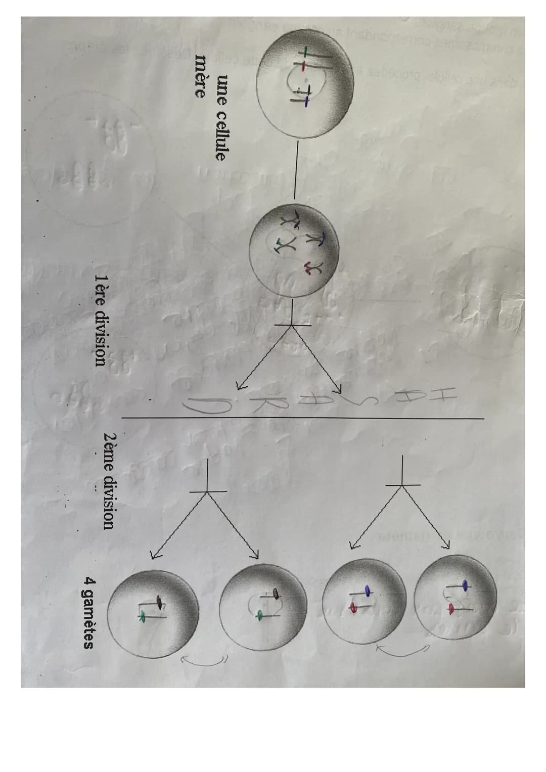 Fiche Révisions
Sciences
Génétique
1. Caractères et variations de l'espèce
exemple:
Chaque caractère peut représenter des variations individ