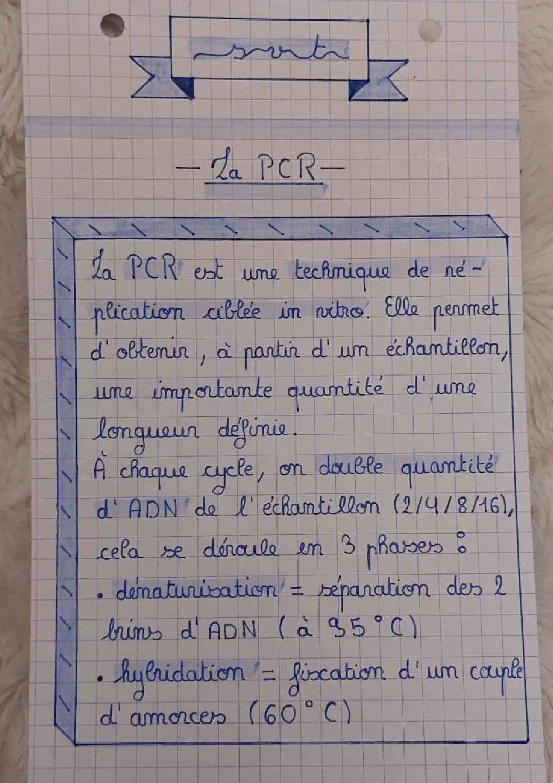 Fiche de révision sur la PCR