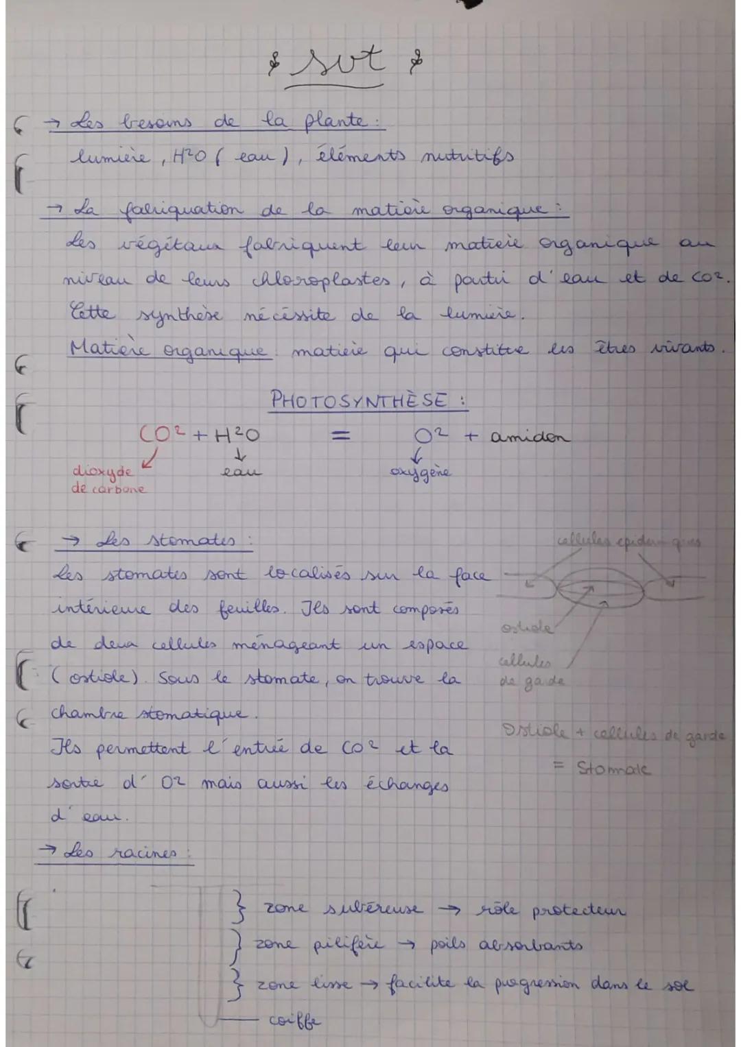 De quoi une plante a-t-elle besoin pour grandir ? Schéma et définition des stomates PDF