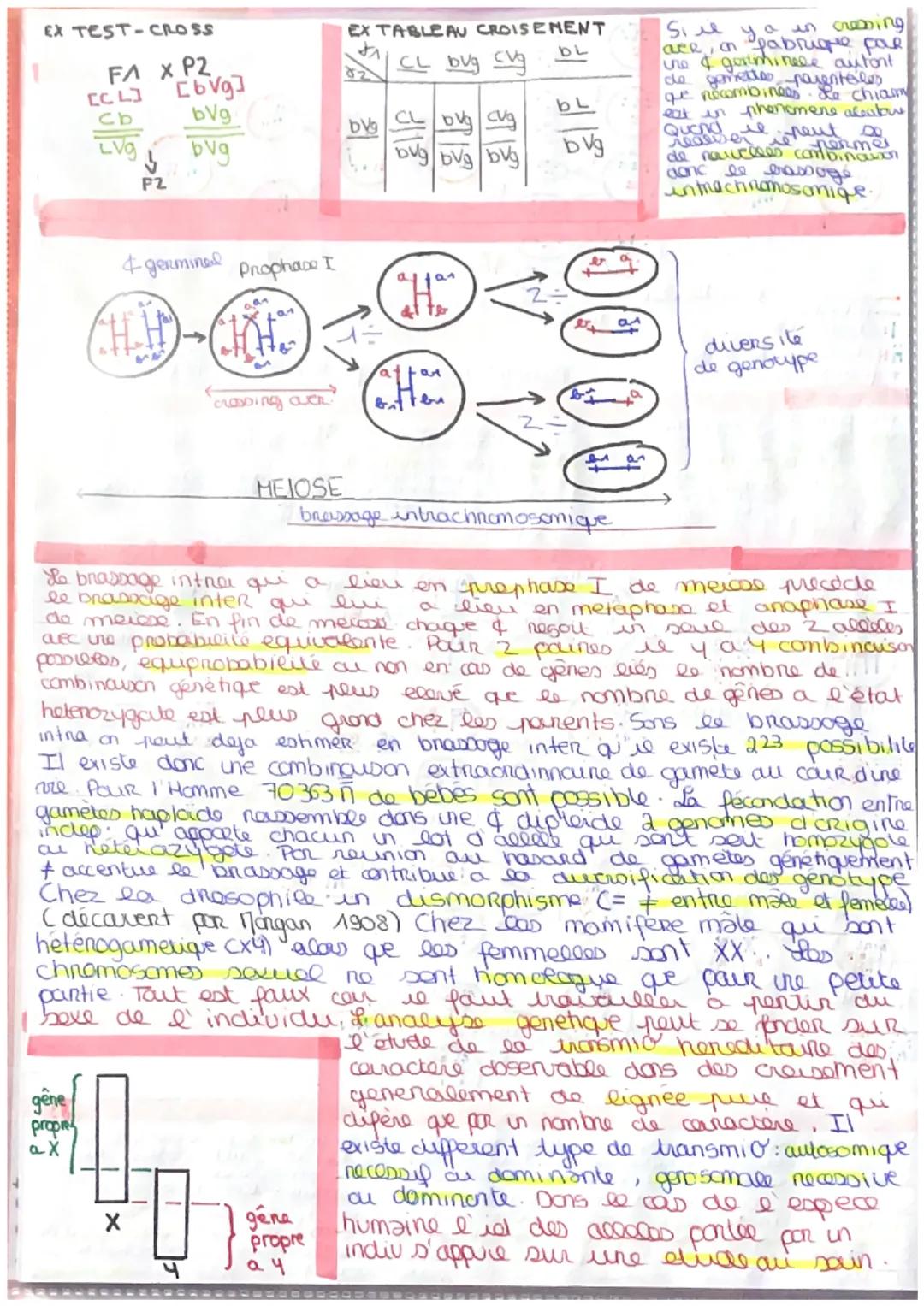 # GENETIQUE

da biodiversité intraspecifige = carere de I' Homme.
deo indir d'une méme espero presente des (phenolype] ≠ que depend de burs
