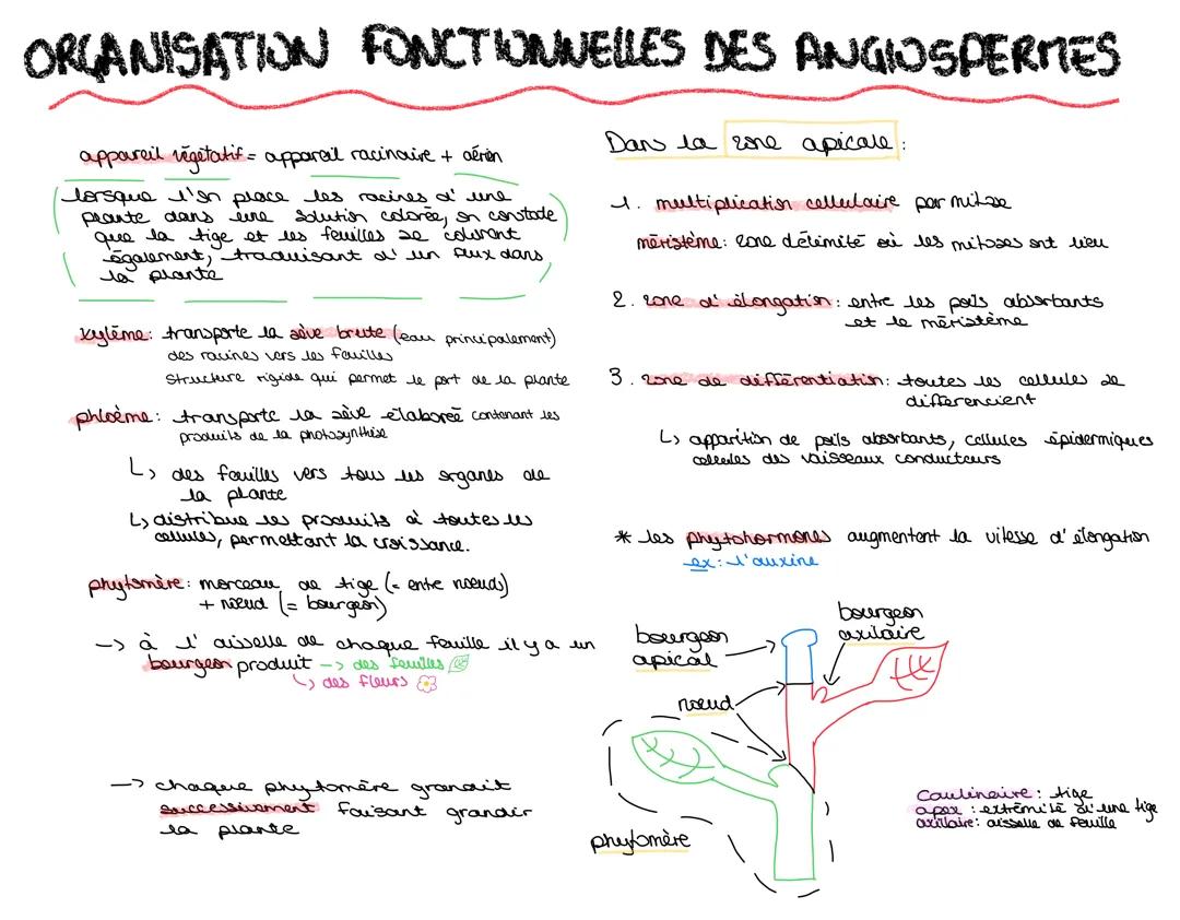 PLANTES : ORAGNISATION FONCTIONNELLE DES PLANTES À FLEURS 