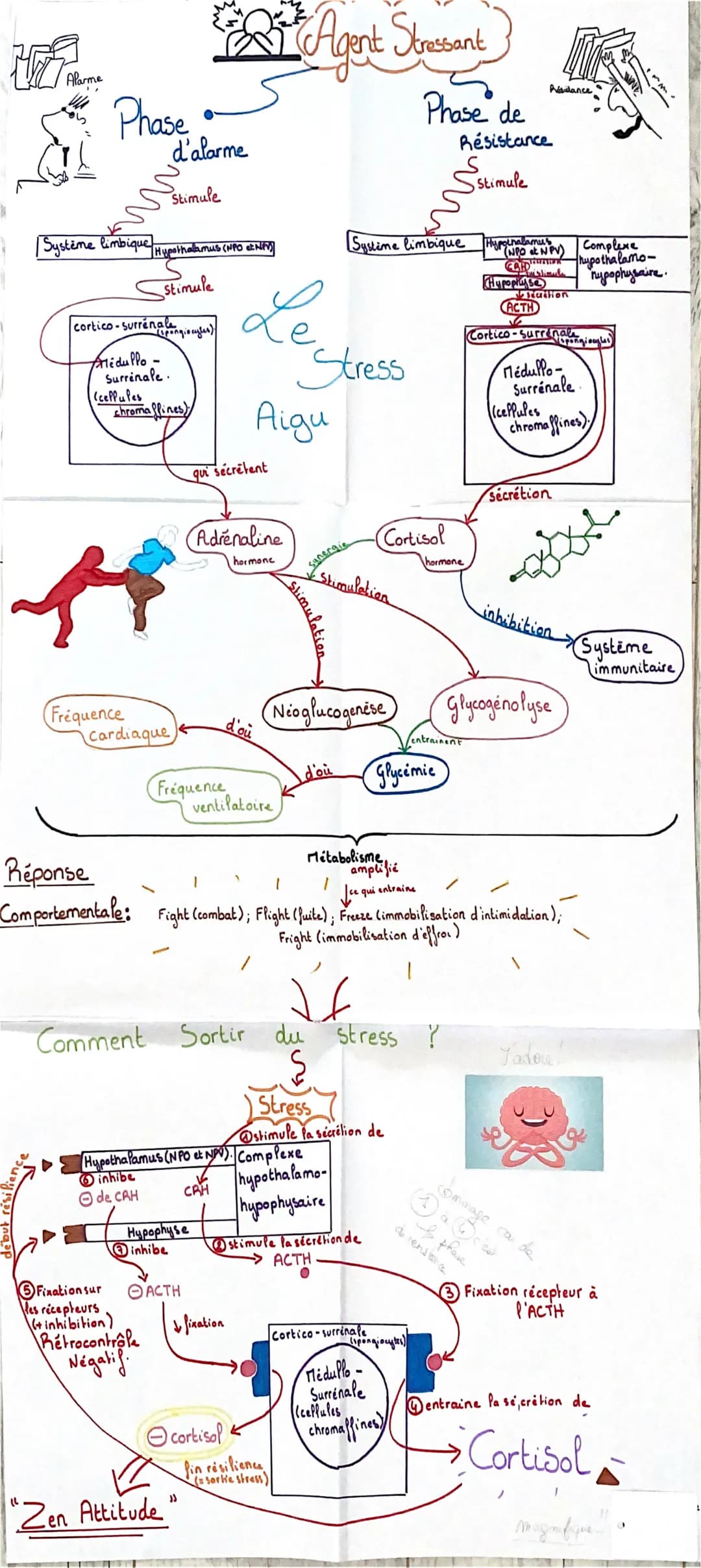 Alarme
Phase
m
Système limbique Hypothalamus (NPO CENFY)
stimule
cortico- surrénale giocytes)
Ariedullo-
Surrénale.
chromaffines)
(cellules
