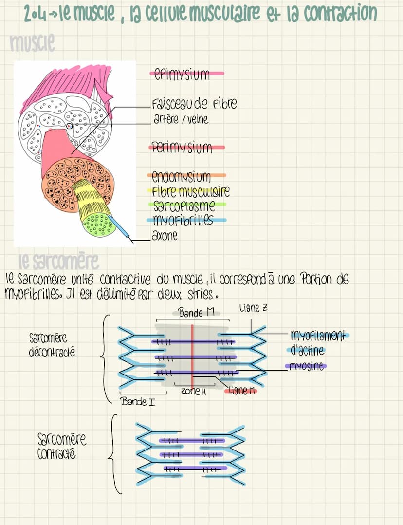 2.3 La circulation de l'influx nerveux
Le rôle fondamentale d'un neurone est de recevoir, Propager et transmettre le
message nerveux
NEURONE