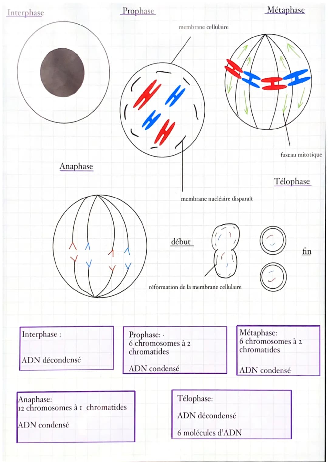 Interphase
Anaphase
Interphase :
ADN décondensé
Prophase
Anaphase:
12 chromosomes à 1 chromatides
ADN condensé
membrane cellulaire
membrane 