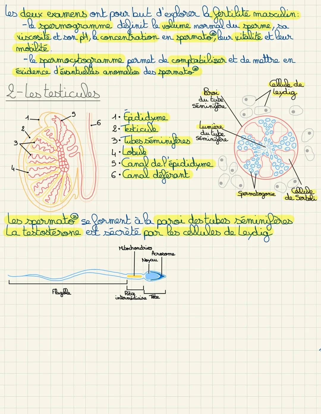 Biologie
1- L'appareil génital masculin
L'appareil génital masculin permet de se reproduire
grâce aux cellules reproductrices appelas sperma