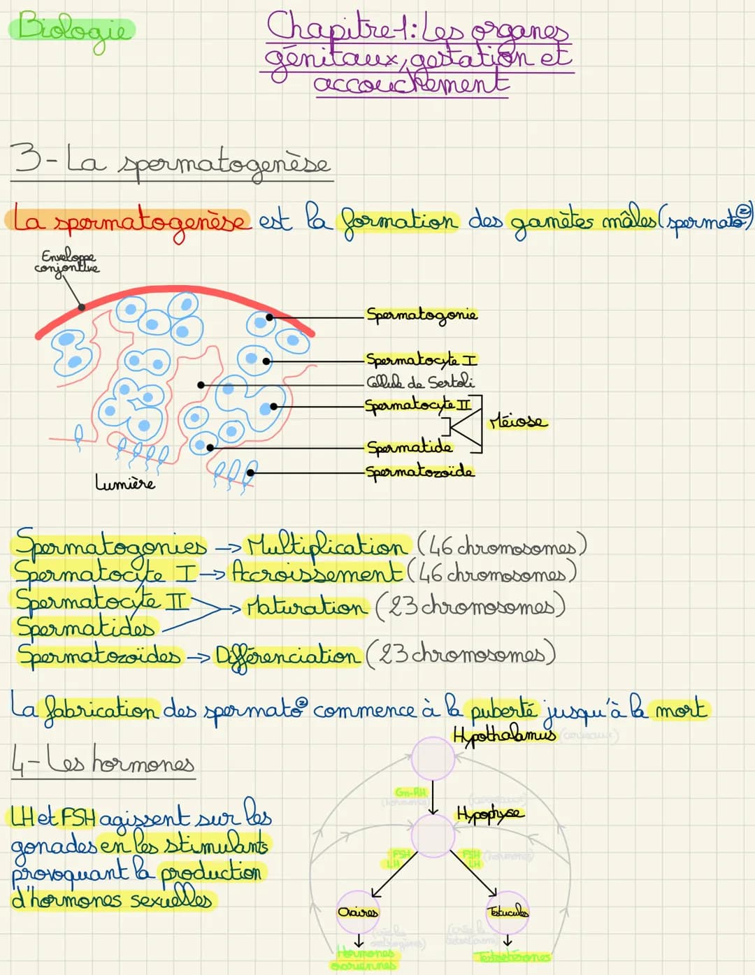 Biologie
1- L'appareil génital masculin
L'appareil génital masculin permet de se reproduire
grâce aux cellules reproductrices appelas sperma