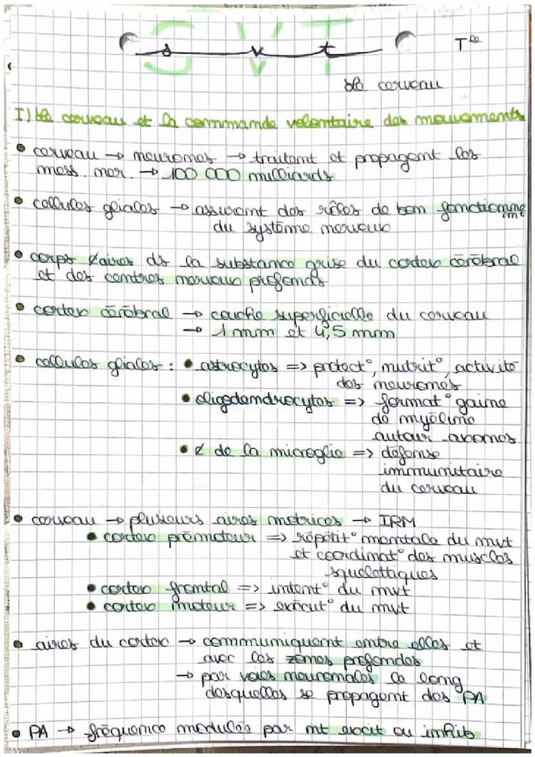 Know Fiche de révisions Le cerveau : plasticité et rôle dans la motricité  thumbnail