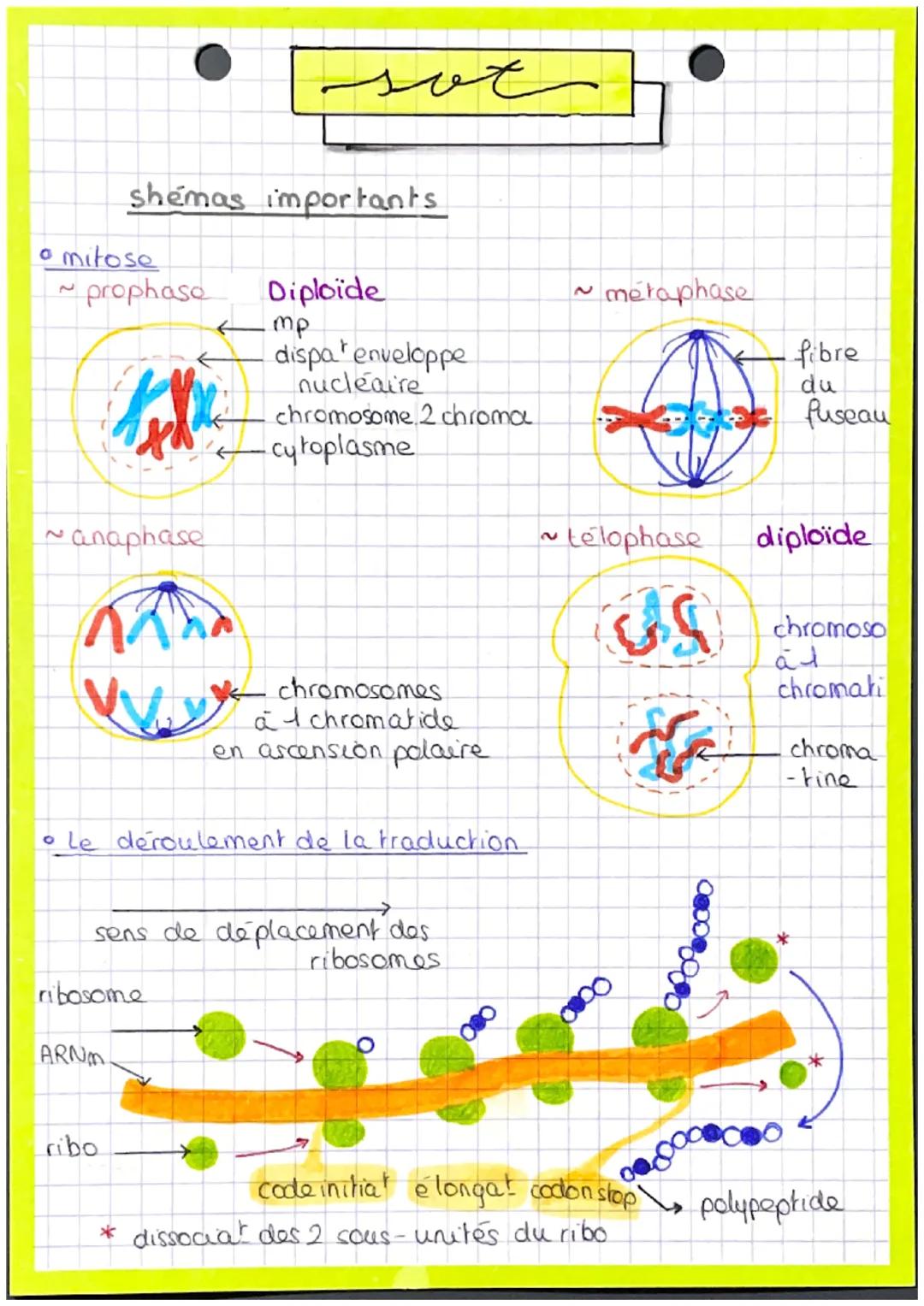 Schémas sur la Mitose, la Méiose et le déroulement de la traduction 