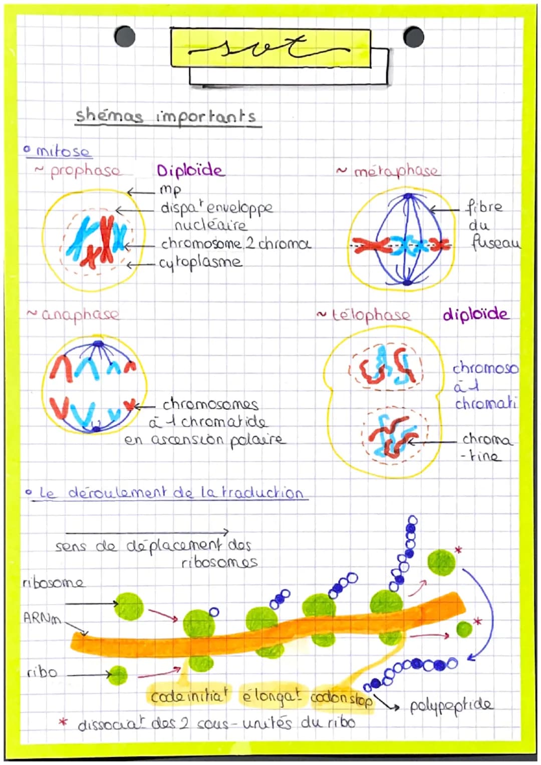 • mitose
shemas importants
prophase Diploïde
~anaphase
17
W
F
حمد
ARNA
ribosome
ribo
• Le déroulement de la traduction
.mp
dispa enveloppe
n