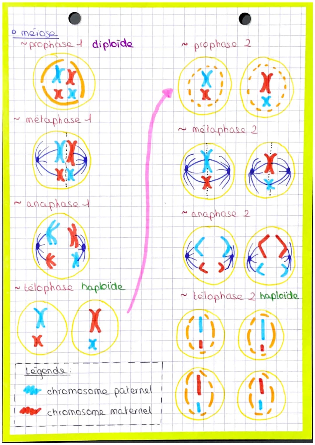 • mitose
shemas importants
prophase Diploïde
~anaphase
17
W
F
حمد
ARNA
ribosome
ribo
• Le déroulement de la traduction
.mp
dispa enveloppe
n