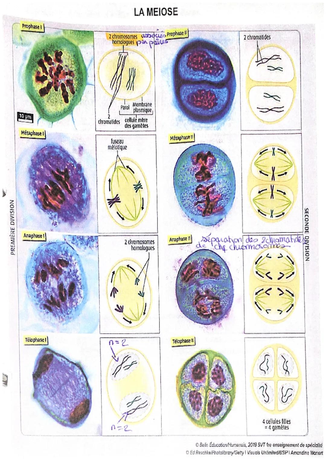 PREMIÈRE DIVISION

Prophase

LA MEIOSE

2 chromosomes cubdues Prophase II
homologues pon pares


T
Membrane
Parol
plasmique

10 µm
Métaphase