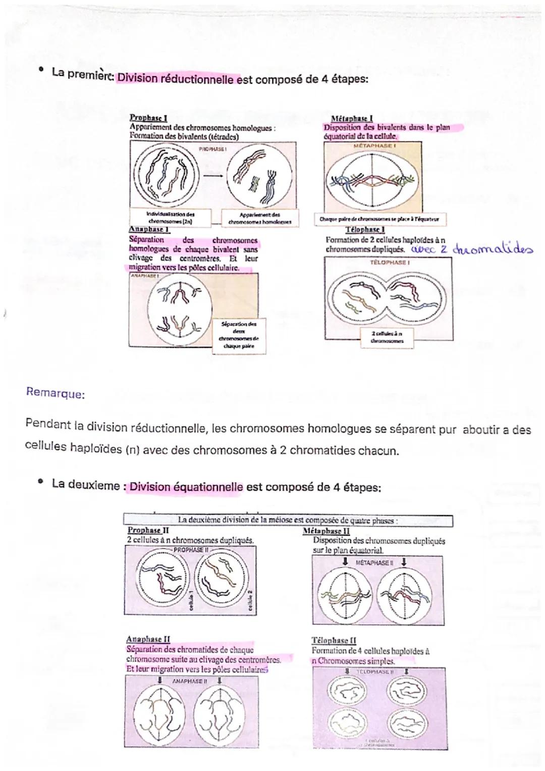 PREMIÈRE DIVISION

Prophase

LA MEIOSE

2 chromosomes cubdues Prophase II
homologues pon pares


T
Membrane
Parol
plasmique

10 µm
Métaphase