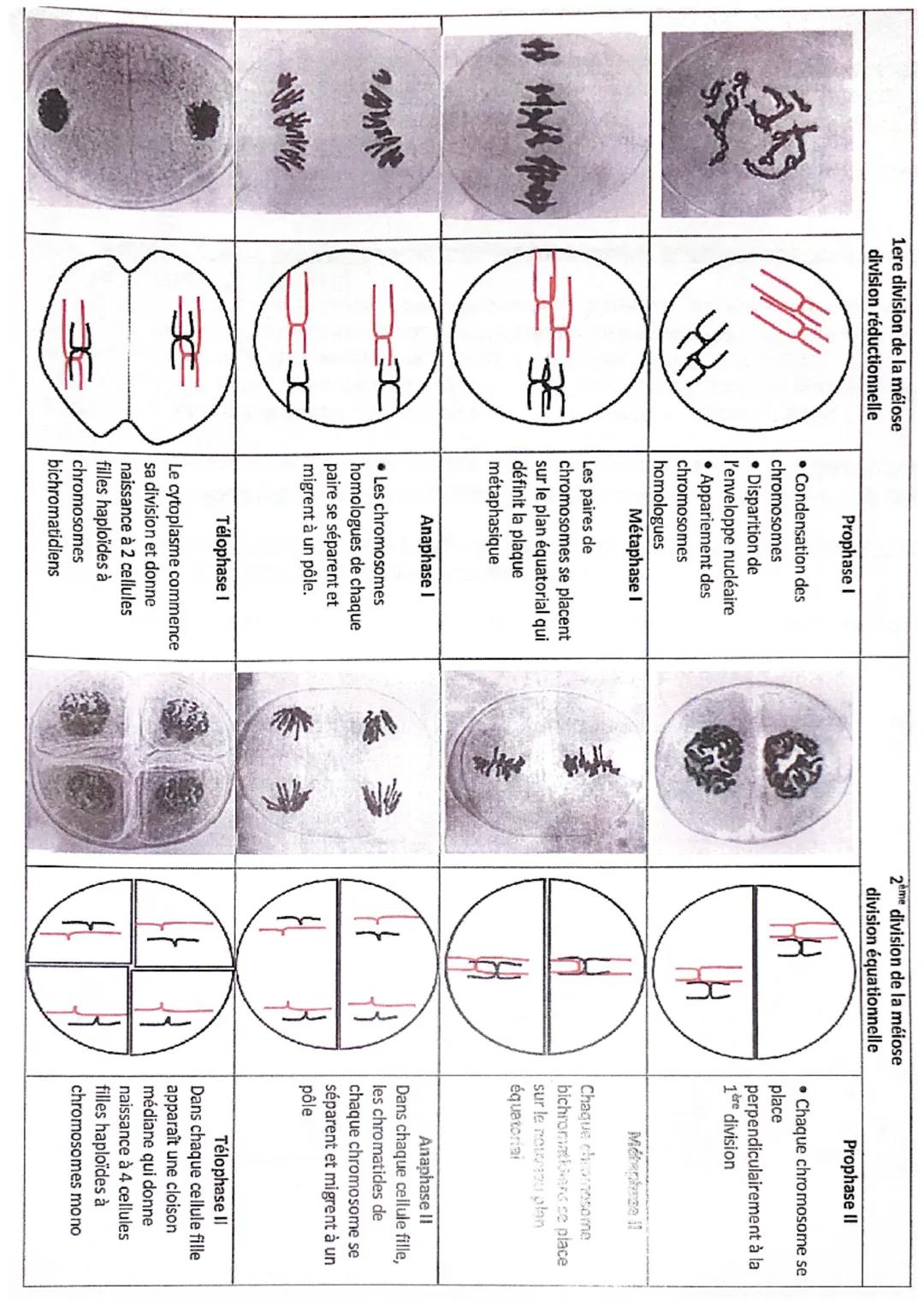 PREMIÈRE DIVISION

Prophase

LA MEIOSE

2 chromosomes cubdues Prophase II
homologues pon pares


T
Membrane
Parol
plasmique

10 µm
Métaphase