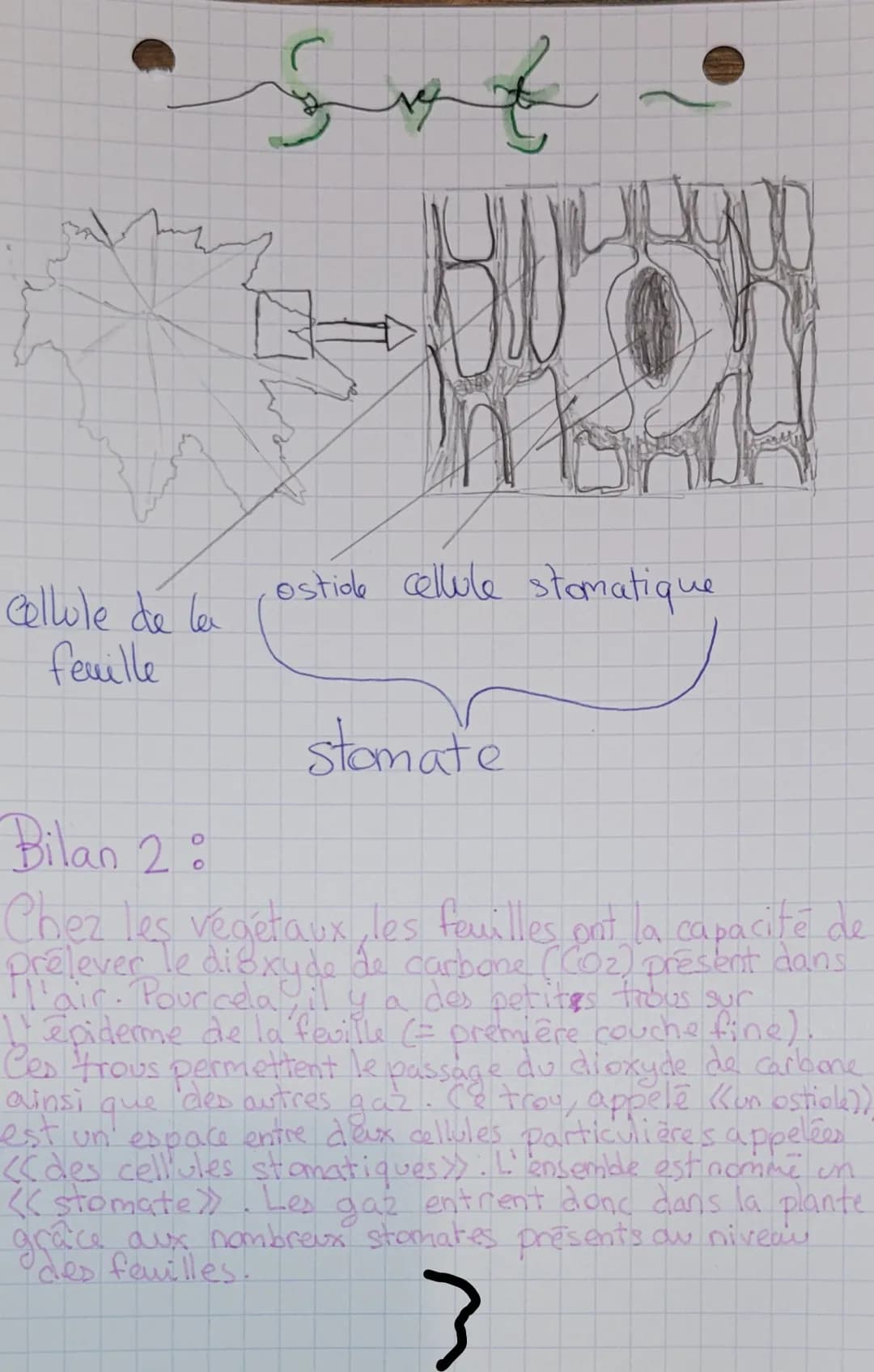 cellule de la
feuille
Sof
HUON
n
ostide cellule stomatique
stomate
Bilan 2:
Chez les végétaux, les feuilles ont la capacité de
prélever le d