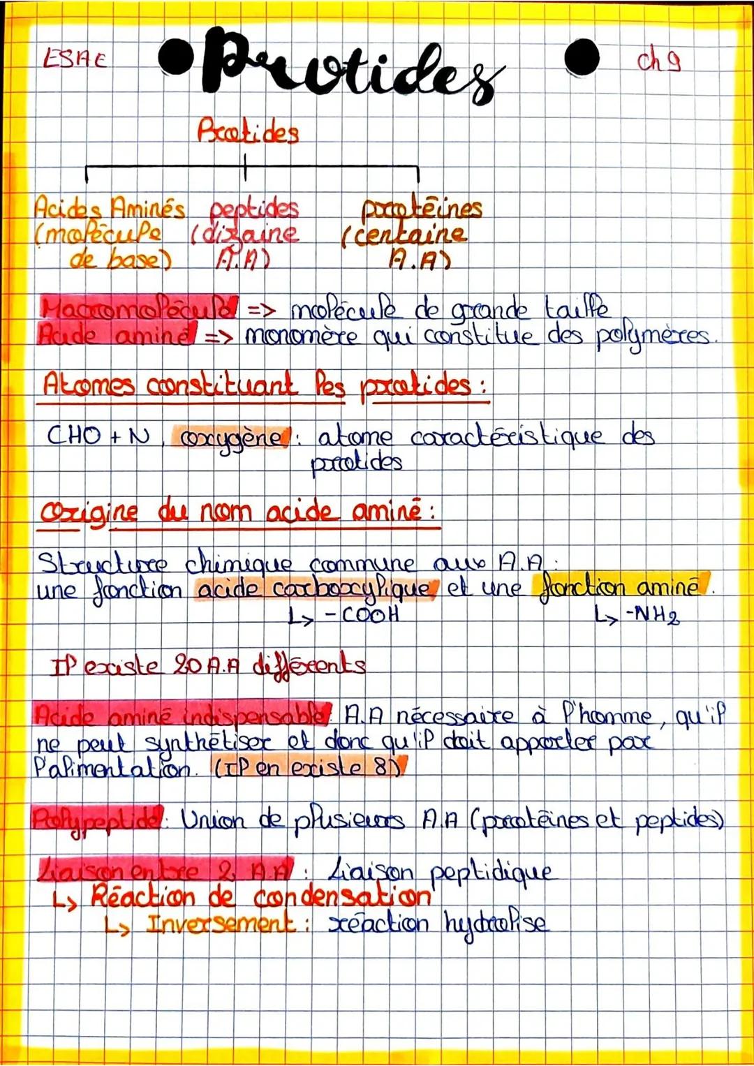 ESRE Protides

# Protides

+

Acides Aminés peptides proteines
(molécule (dizaine (centaine
de base) A.A) A.A)

Macromolécula => molécule de
