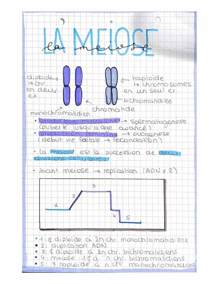 Know La méiose  thumbnail