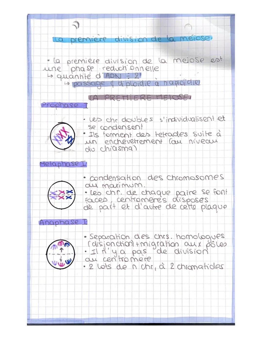 dipbide
↳s chr.
en deur
ex
●
#
LA MELOSE
la
monochromatidien.
production masculine → Spermatogenese
(puber te jusqu'a age avancé)
production