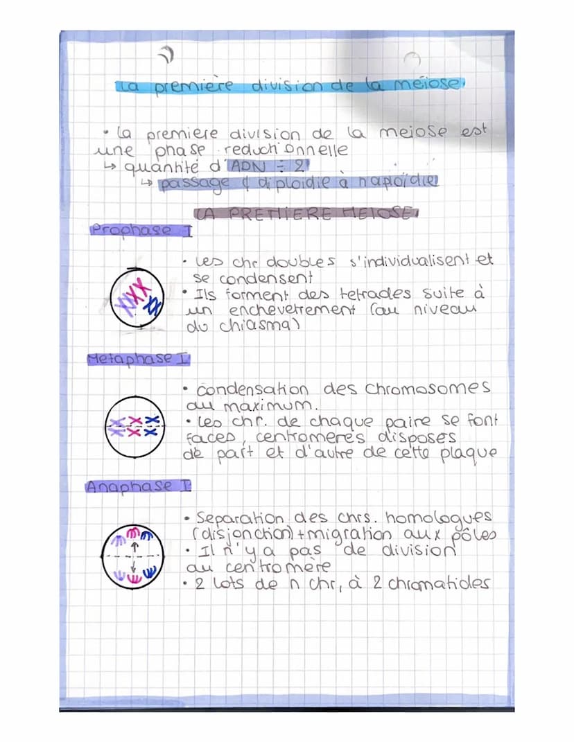 dipbide
↳s chr.
en deur
ex
●
#
LA MELOSE
la
monochromatidien.
production masculine → Spermatogenese
(puber te jusqu'a age avancé)
production