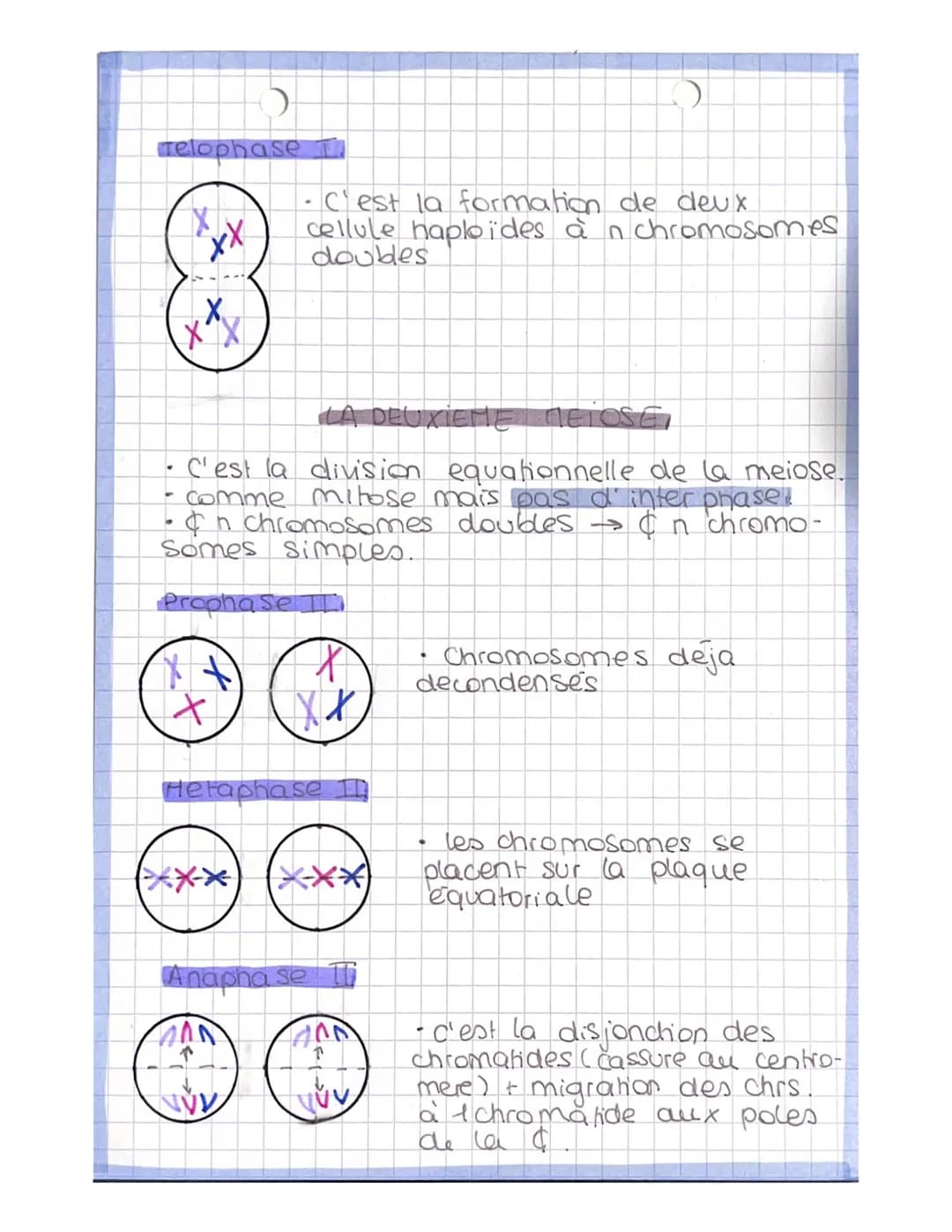 dipbide
↳s chr.
en deur
ex
●
#
LA MELOSE
la
monochromatidien.
production masculine → Spermatogenese
(puber te jusqu'a age avancé)
production