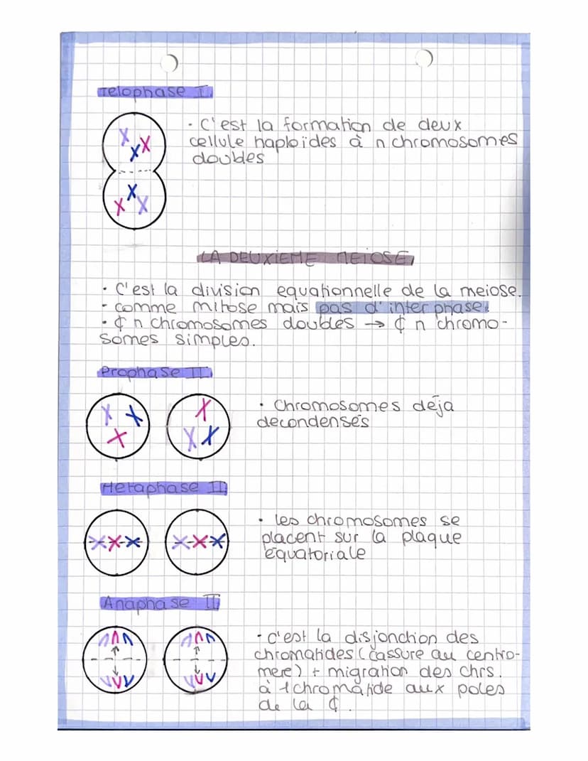 dipbide
↳s chr.
en deur
ex
●
#
LA MELOSE
la
monochromatidien.
production masculine → Spermatogenese
(puber te jusqu'a age avancé)
production