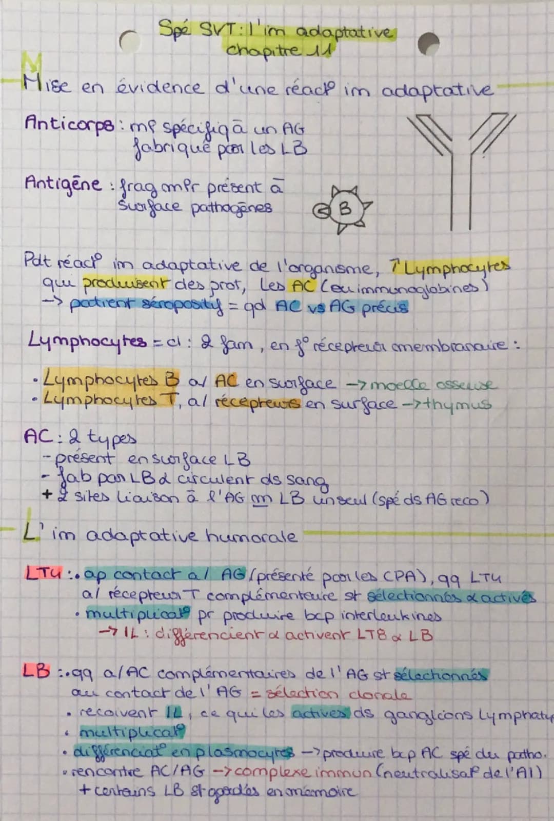 Spé SVT: I'm adaptative
chapitre
Mise en évidence d'une réact im adaptative
Anticorps: mp spécifiq à un AG
:
fabrique par les LB
Antigene fr