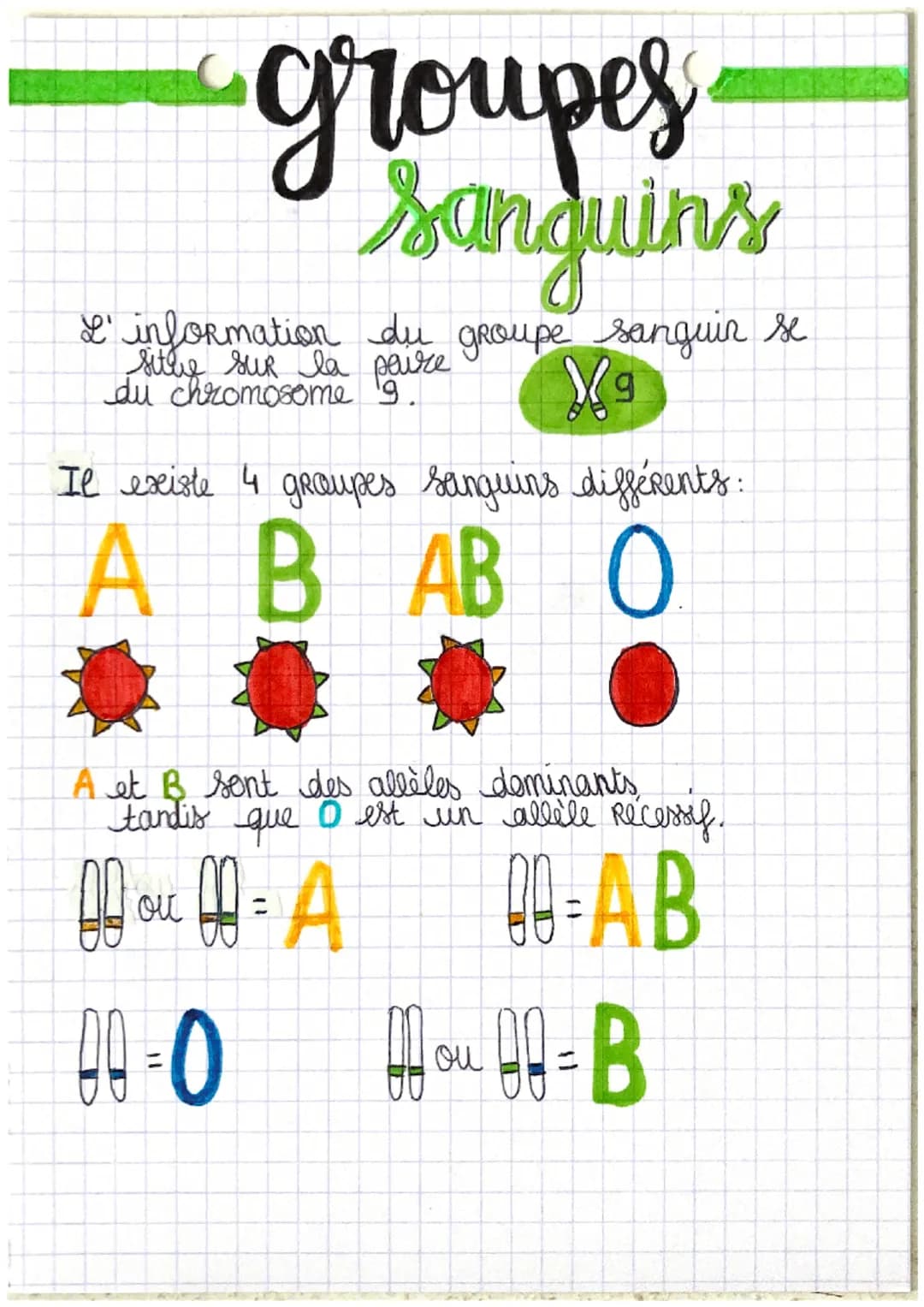 groupes
sanguins
L'information du groupe sanguir se
du chromosome 9.
X9
Il existe 4 graupes sanguins différents:
AB ABO
A et B sont des allè