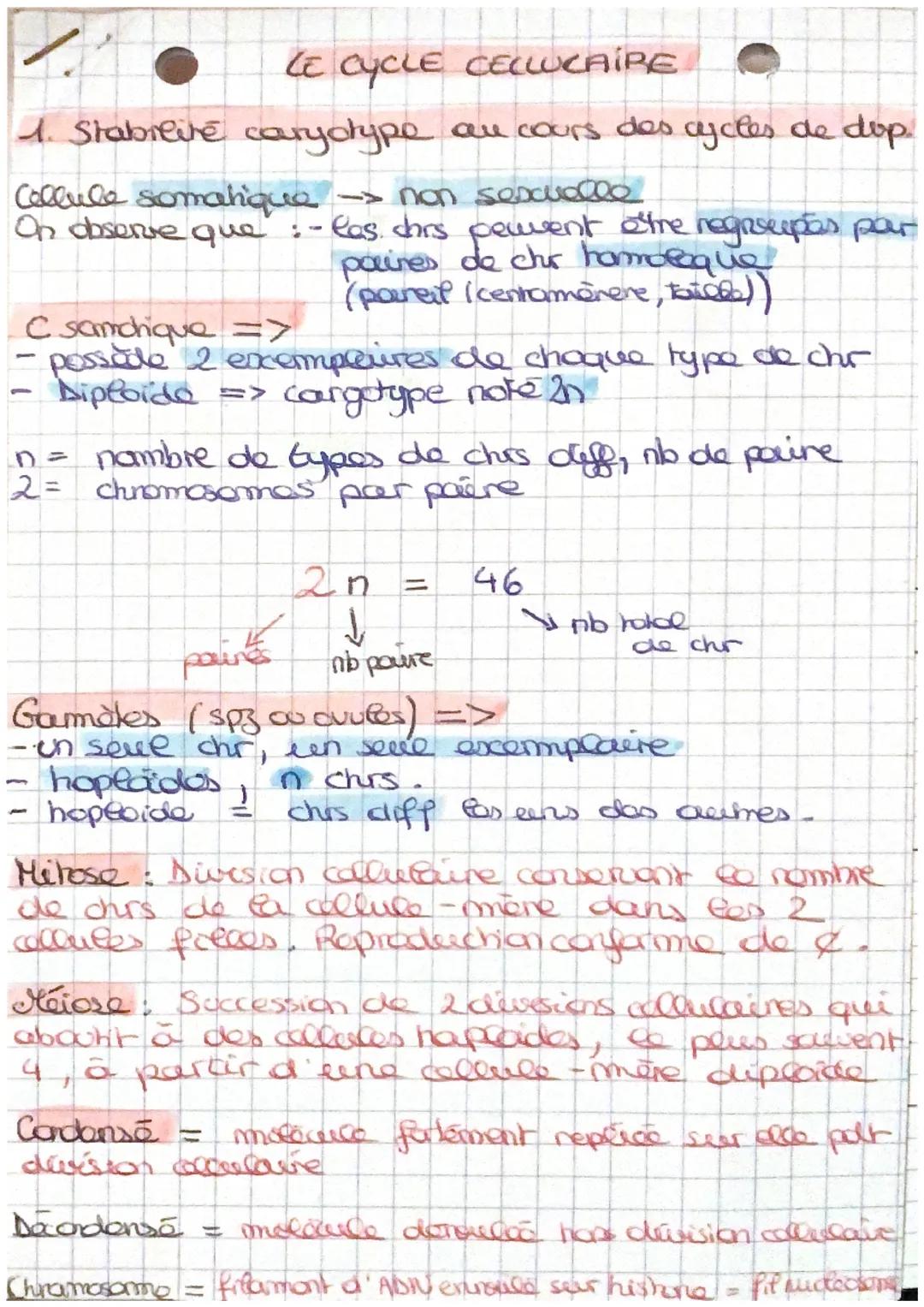 LE CYCLE CELLUCAIRE
1. Stabilite caryotype au cours des cycles de dop.
→> non sexuelle
las. chrs peuvent être regroupas par
paines de chr ho