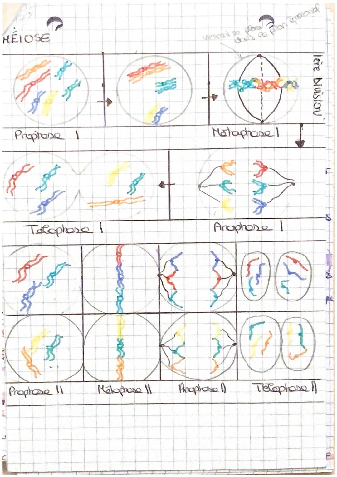 LE CYCLE CELLUCAIRE
1. Stabilite caryotype au cours des cycles de dop.
→> non sexuelle
las. chrs peuvent être regroupas par
paines de chr ho