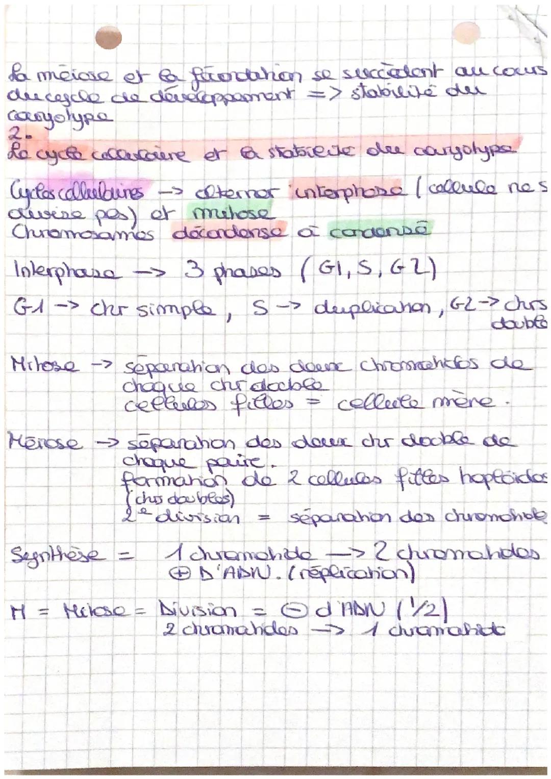 LE CYCLE CELLUCAIRE
1. Stabilite caryotype au cours des cycles de dop.
→> non sexuelle
las. chrs peuvent être regroupas par
paines de chr ho